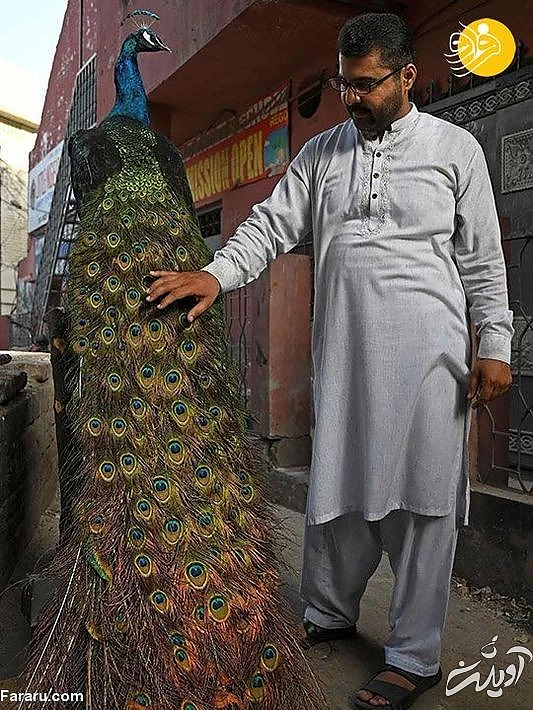 (تصاویر) تاکسیدرمی حیوانات خانگی پس از مرگ